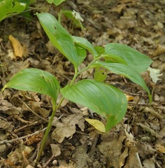 Polygonatum orientale