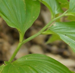 Polygonatum orientale