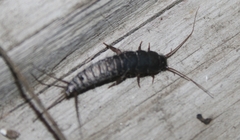 Lepisma