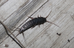 Lepisma