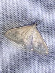 Paracorsia repandalis