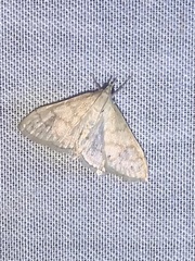 Paracorsia repandalis