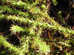 Cullumia reticulata