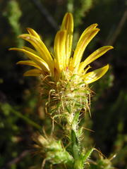 Cullumia reticulata