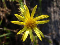 Cullumia reticulata