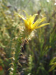 Cullumia reticulata
