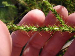 Cullumia reticulata