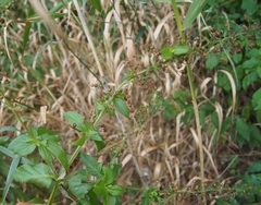 Scrophularia umbrosa