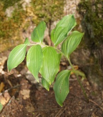 Polygonatum latifolium