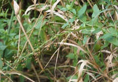 Scrophularia umbrosa