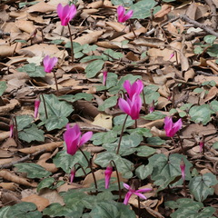 Cyclamen repandum