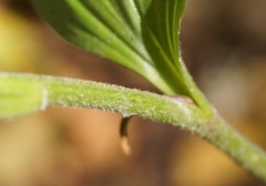 Polygonatum latifolium