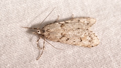 Diurnea fagella