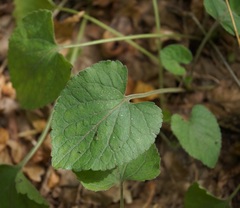 Viola alba dehnhardtii