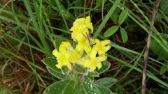 Lasiosiphon anthylloides