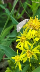 Udea alpinalis
