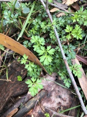 Xanthosia dissecta