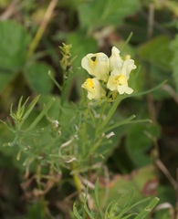 Linaria biebersteinii ruthenica