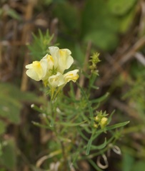 Linaria biebersteinii ruthenica