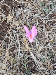 Colchicum montanum