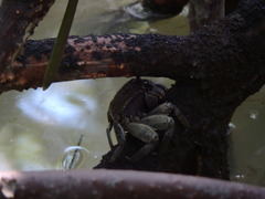 Episesarma versicolor