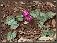 Cyclamen repandum