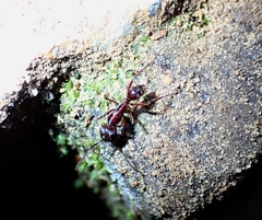 Odontoponera transversa