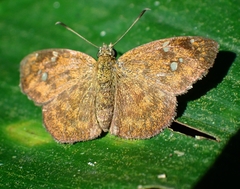 Pseudocoladenia