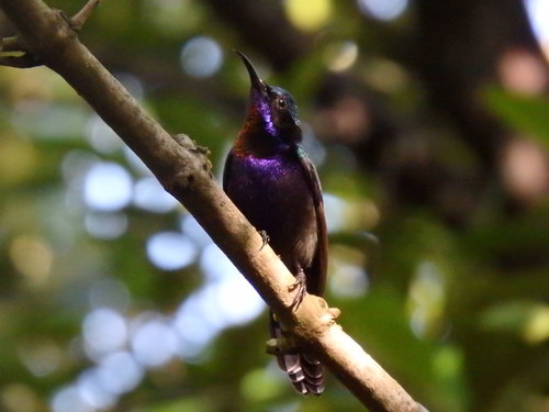 Copper-throated Sunbird (Leptocoma calcostetha), photo 10
