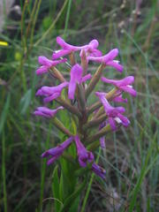 Disa stachyoides