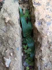 Colchicum cuspidatum