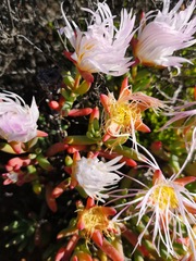 Lampranthus watermeyeri