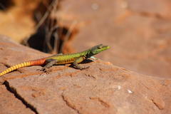 Platysaurus intermedius rhodesianus