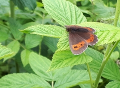 Erebia euryale