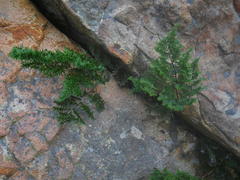 Cheilanthes quadripinnata