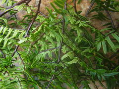 Cheilanthes quadripinnata