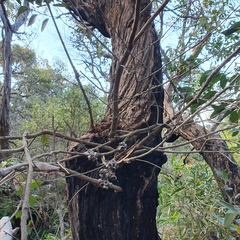 Eucalyptus capitellata