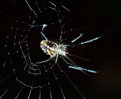 Leucauge argentina