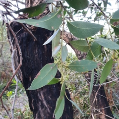 Eucalyptus capitellata