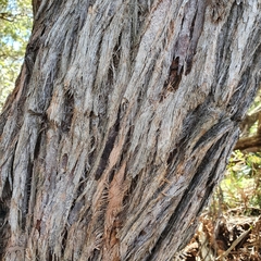 Eucalyptus capitellata