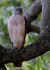 Accipiter tachiro tachiro