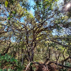 Eucalyptus capitellata