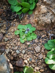 Pelargonium moniliforme