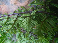 Cheilanthes quadripinnata