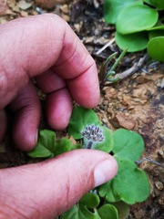 Pelargonium moniliforme