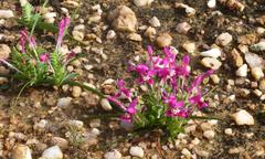 Lapeirousia pyramidalis regalis