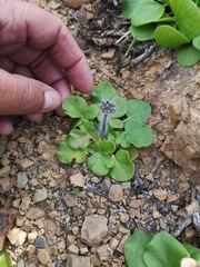 Pelargonium moniliforme