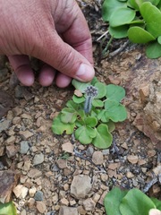 Pelargonium moniliforme