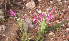 Lapeirousia pyramidalis regalis