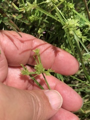 Cyperus pumilus